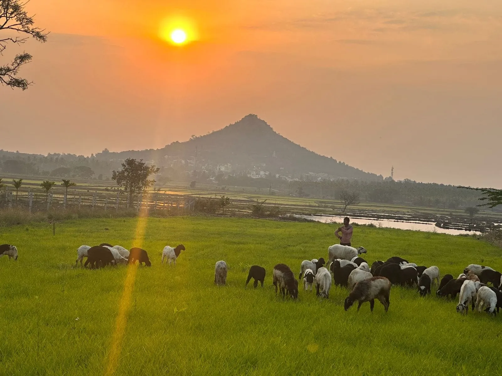 Sheep grazing at golden hour